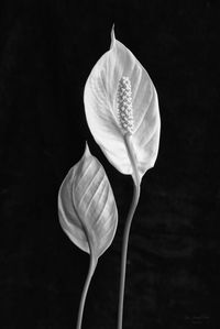 Close-up of flower against black background