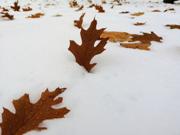 Close-up of maple leaves on snow covered field