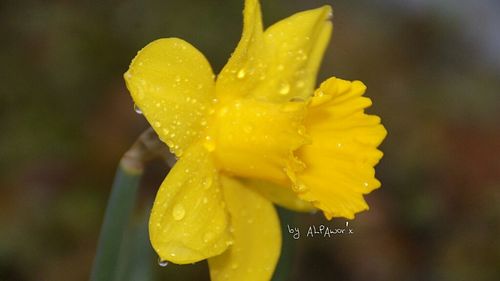 Close-up of water drops on yellow flower