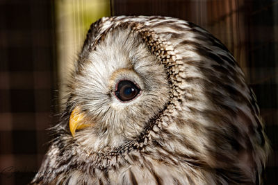 Close-up portrait of owl