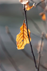 Close-up of dry leaf against blurred background