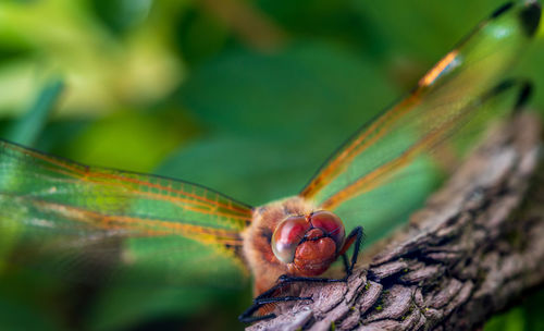 Close-up of insect on tree trunk