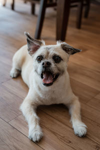 High angle view of dog on hardwood floor