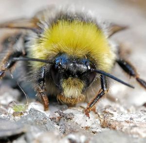 Close-up of bee on rock