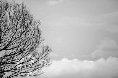 Low angle view of bare tree against sky