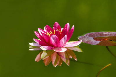 Close-up of pink water lily