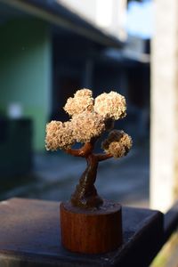 Close-up of small potted plant on table