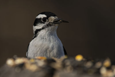 A downy woodpecker foraging for food. picoides pubescens