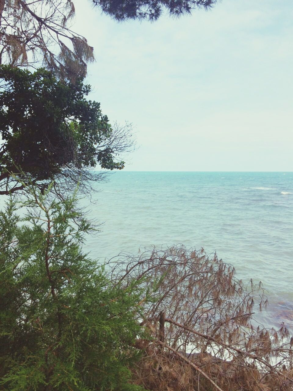 sea, horizon over water, water, tree, tranquil scene, tranquility, sky, scenics, beauty in nature, nature, beach, idyllic, growth, branch, shore, day, remote, non-urban scene, no people, outdoors