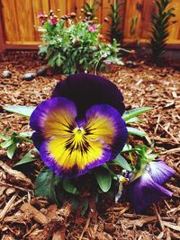 Close-up of purple flowering plant on field