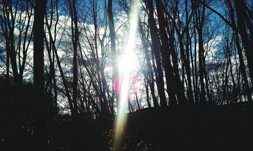 Sun shining through trees in forest