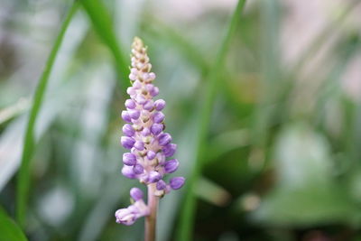 Close-up of pink flower