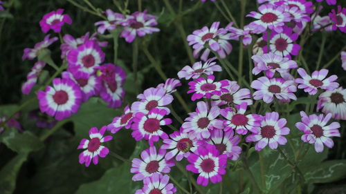 Close-up of pink flowering plants in park