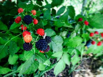 Close-up of red berries growing on plant