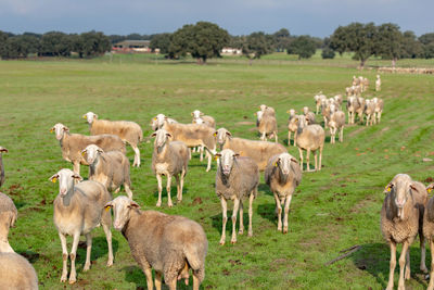 Sheep grazing in a field