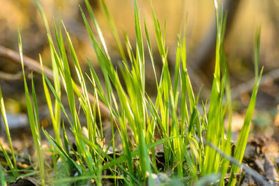 Close-up of fresh green grass in field