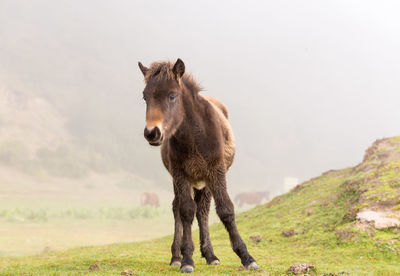 Horse standing on field