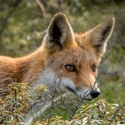 Close-up portrait of a young animal on field