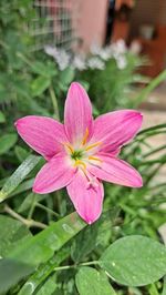 flower