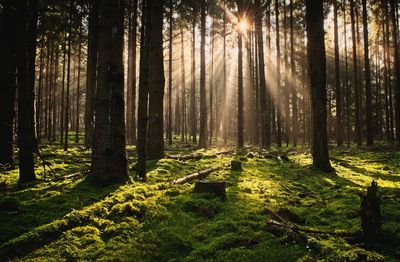 Sunlight streaming through trees in forest