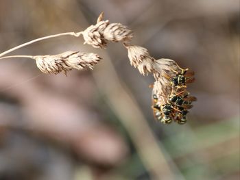 Close-up of wilted flower