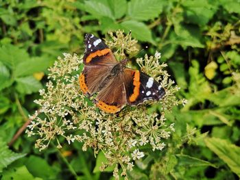 Close-up of butterfly pollinating flower