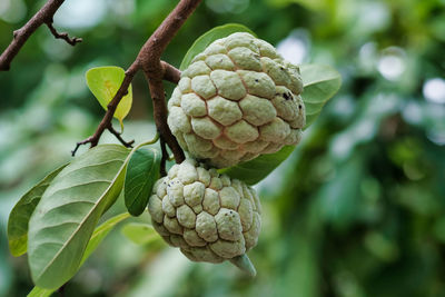 Close-up of fruits on tree