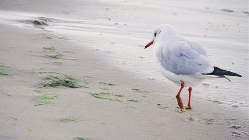 Seagull on beach