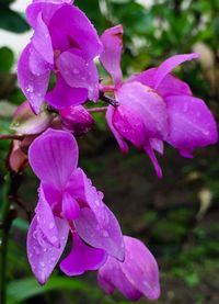 Close-up of pink flower