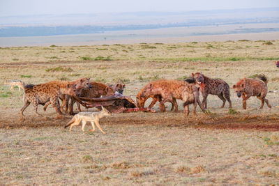 A pack of hyenas fights over and devours a wildebeest carcass while jackals linger nearby