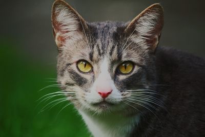 Close-up portrait of a cat