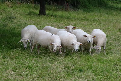 Sheep in a field