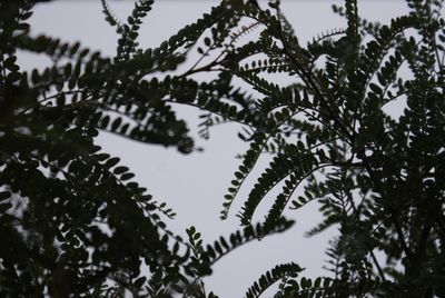 Low angle view of tree against sky