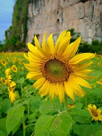 Close-up of yellow sunflower