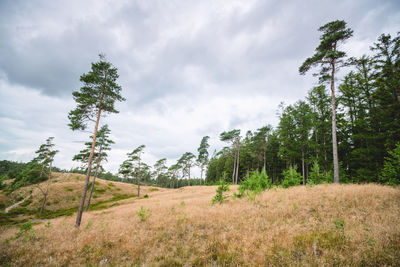 Trees on field against sky