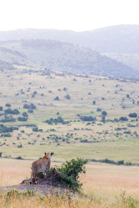 Scenic view of agricultural landscape