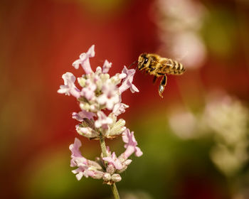 Close-up of bee pollinating flower