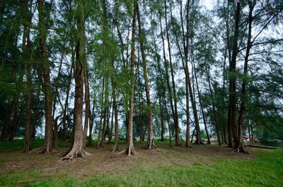 Trees in forest