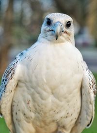 Close-up of a bird