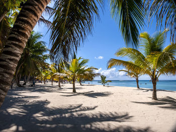 Palm trees on beach against clear sky