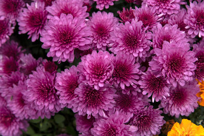 Close-up of pink flowering plants