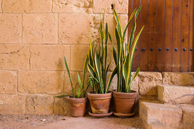 Potted plants against wall