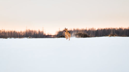 Man on snow covered field against sky