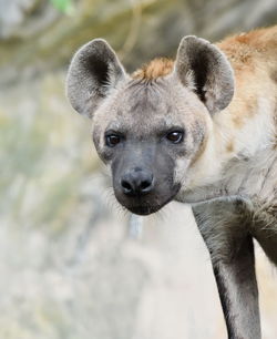 Close-up portrait of hyena