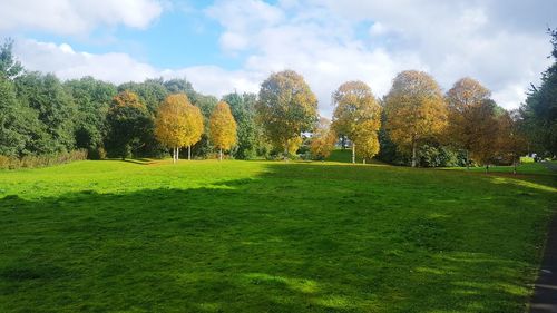 Trees growing in park