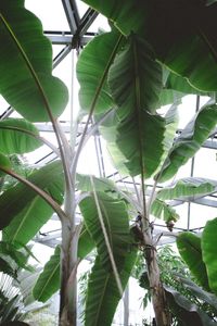 Low angle view of leaves on tree against sky