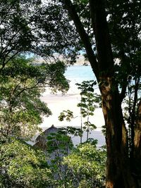 Low angle view of trees against sky