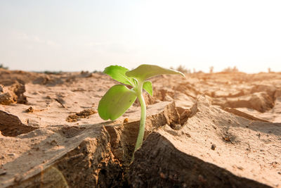 Close-up of plant growing on land against sky