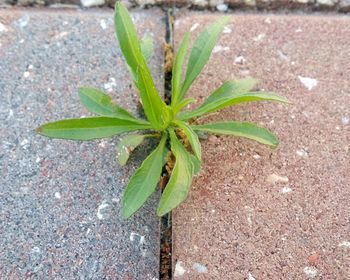 Close-up of plant