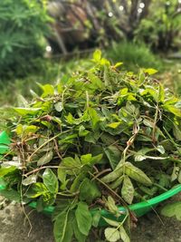 High angle view of potted plant on field